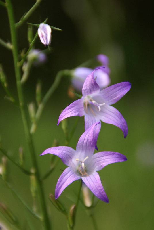 Unser Orchideenpark Bild Nr.092